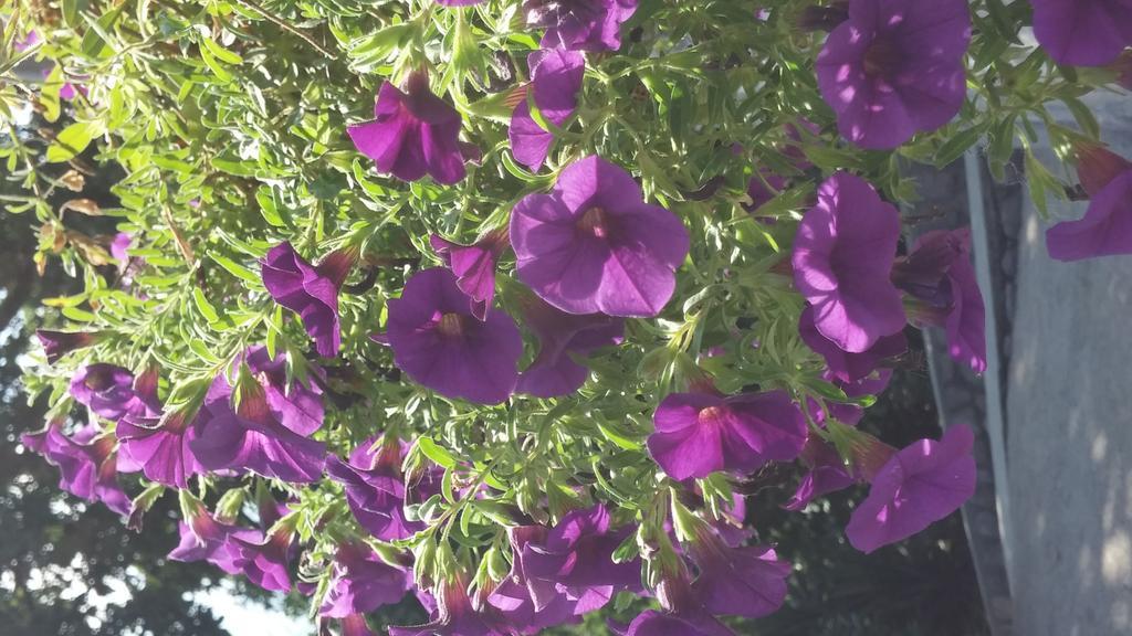 Garden Apartment Opatija